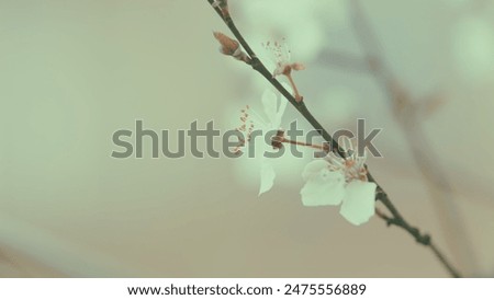 Similar – Image, Stock Photo spring on silver