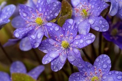 Blossom Purple Anemone Hepatica Flower With Water Drops Macro Photography. Liverwort Flowering Plant With Raindrops On A Violet Petals Close-up Photo In Springtime. Wet Lilac Flowers Background.