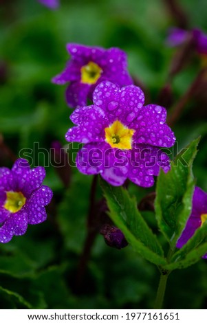 Blossom purple primrose flower with water drops macro photography. Garden primula flowering plant with raindrops on a violet petals close-up photo in springtime. Wet lilac flowers background.
