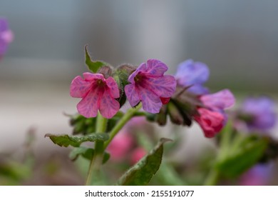 Blossom purple Pulmonaria officinalis flower with raindrops macro photography. Lungwort flowering plant with water drop on a violet petals close-up photo in springtime. Lilac Mary's tears wallpaper.