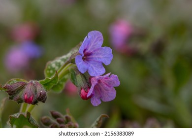Blossom purple Pulmonaria officinalis flower with raindrops macro photography. Lungwort flowering plant with water drop on a violet petals close-up photo in springtime. Lilac Mary's tears wallpaper.