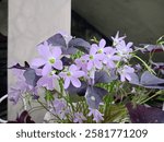 The blossom of purple shamrock (Oxalis triangularis A.St.-Hil.) close up 