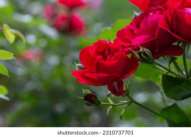 Blossom red rose flower macro photography on a sunny summer day. Garden rose with scarlet petals close-up photo in the summertime. Scarlet rosa floral background. - Shutterstock ID 2310737701