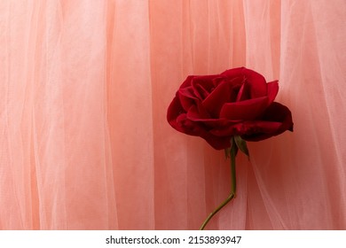 Blossom red rose on a delicate pink tulle background