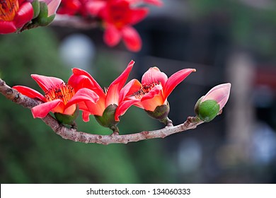 White Silk Cotton Tree Hd Stock Images Shutterstock