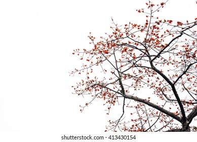 Red Silk Cotton Tree Hd Stock Images Shutterstock