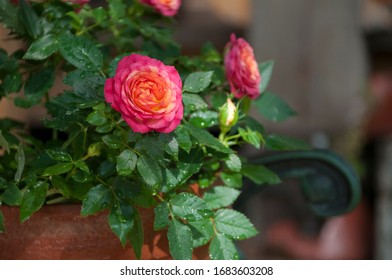 Blossom roses in a pot in the garden