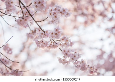 桜 の画像 写真素材 ベクター画像 Shutterstock