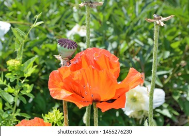 Blossom And Seed Head Of Common Poppy Papaver Rhoeas