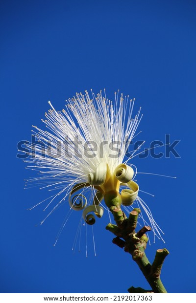 The
blossom of the shaving brush tree in close-up,
Cuba
