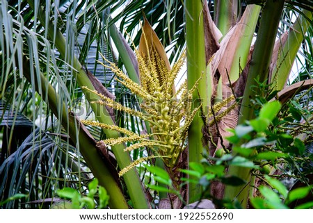 blossom or spadix of the coconut  on tree in nature
