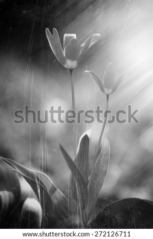 Foto Bild Frühling frisch zart Blatt