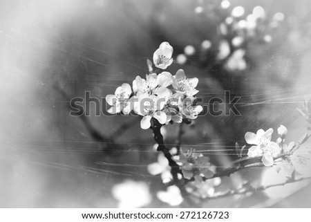 Image, Stock Photo Small flowers Environment