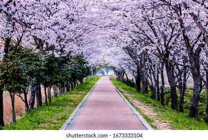 blossom Spring Cherry flower at Naju, South Korea.