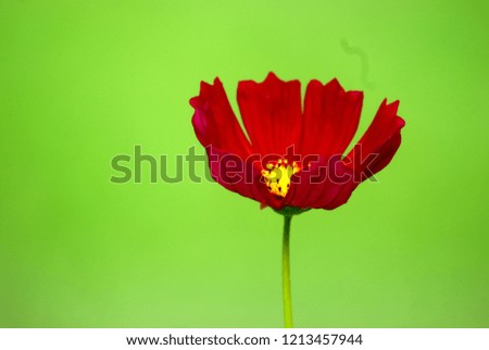 Similar – Image, Stock Photo Tuesday poppy, orange and red