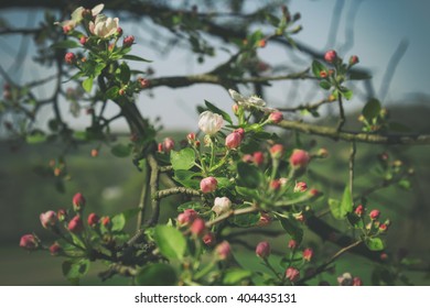 Blossom tree.
