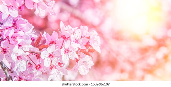 Blossom Tree Over Nature Background Spring Stock Photo 1502686109 ...