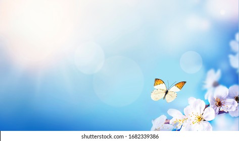 Blossom Tree Over Nature Background And Butterfly. Spring Flowers. Spring Background.