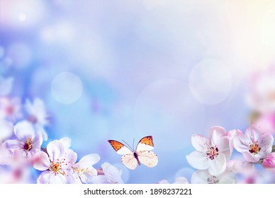 Blossom tree over nature background with butterfly. Spring flowers. Spring Background. Blurred concept.