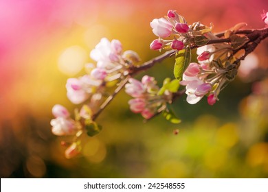 alkohol røre ved global Spring Nature Images, Stock Photos & Vectors | Shutterstock