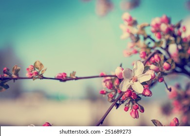 Blossom tree over nature background/ Spring flowers/Spring Background - Shutterstock ID 251689273