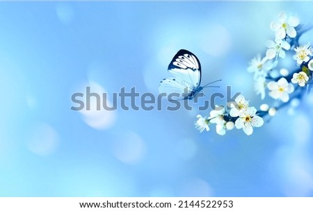 Blossom tree over nature background with butterfly. Spring flowers. Spring concept. Blurred background.