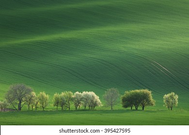 Blossom Trees overlooking rolling hills with fields in sunset light suitable for backgrounds or wallpapers, natural minimalism landscape, South  Moravia, Europe