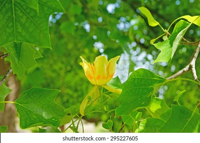 The blossom from a Tulip tree, Liriodendron tulipifera, in full bloom, Painswick, The Cotswolds, Gloucestershire, United Kingdom