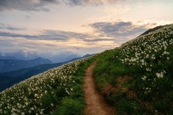 Blossom Of White Daffodil Flowers On Golica Mount, Slovenia, Karavanke Mountains. Amazing Nature, Spring Landscape With Flowering Slope, Stunning Alpine Peaks And Clouds, Outdoor Travel Background