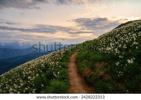 Blossom of white daffodil flowers on Golica mount, Slovenia, Karavanke mountains. Amazing nature, spring landscape with flowering slope, stunning alpine peaks and clouds, outdoor travel background