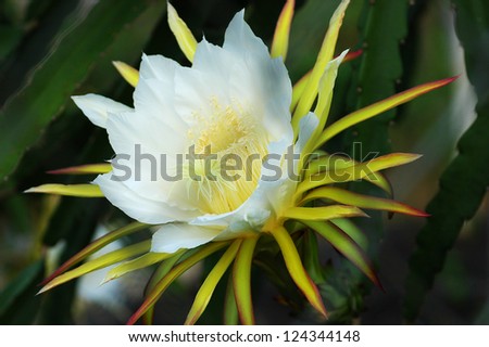 Blossom white flower of dragon fruit