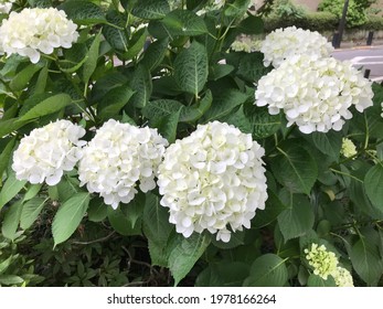 Blossom Of White Hydrangea (Hortensia) In A Garden