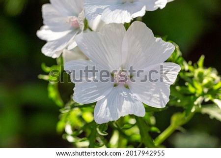 Blossom white musk mallow flower on a summer sunny day macro photography. Garden Malva moschata with white petals in the summer close-up photo. Musk-mallow flower on a green background.