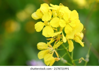 18,575 White mustard plant Images, Stock Photos & Vectors | Shutterstock