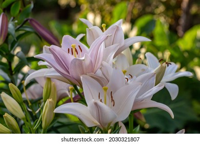 Blossom white and pink lilies in summer sunset light macro photography. Garden lillies with white and pink petals in summertime, close-up photography.