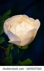 The Blossom Of A White Rose (Rosa Pimpinellifolia).