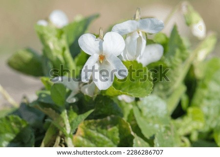 Blossom of the white variation of a garden violet (Viola odorata)