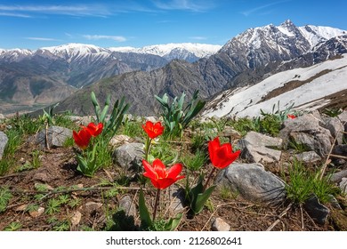 Blossom of wild growing beautiful red tulip flowers in Chimgan mountains in spring, amazing nature landscape with snowy peak of Greater Chimgan and blue sky, outdoor travel background, Uzbekistan - Shutterstock ID 2126802641