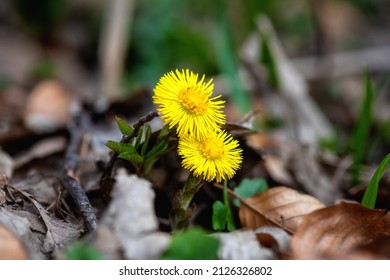 Blossom of wild growing tussilago farfara or coltsfoot with sunny yellow flowers in the forest, early spring in Europe, natural outdoor floral background - Shutterstock ID 2126326802
