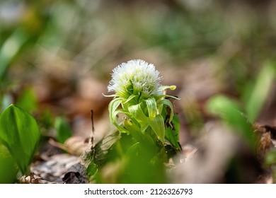 Blossom of wild growing white butterbur (petasites albus) herb with white composite flowers and fresh green leaves in the spring sunny forest, natural outdoor floral background