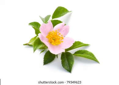 Blossom Of Wild Rose Isolated On White