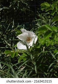 Blossom Of A Wild White Rose