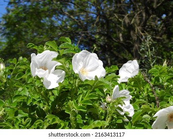 Blossom Of A Wild White Rose