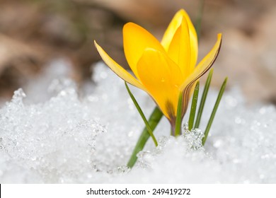 Blossom Yellow Crocus On The Snow