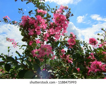 Blossomed Flowers In Decatur, Texas.