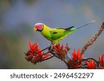 The blossom-headed parakeet (Psittacula roseata) is a parrot in the family Psittaculidae. This species is a resident breeder in Eastern Bangladesh, Bhutan, Northeast India and Nepal