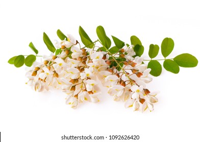 Blossoming acacia with leafs isolated on white background, black locust, Acacia flowers, Robinia pseudoacacia (White acacia)