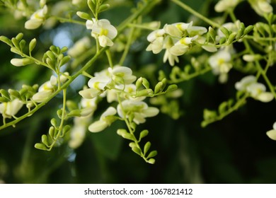 Blossoming acacia tree close up - Shutterstock ID 1067821412