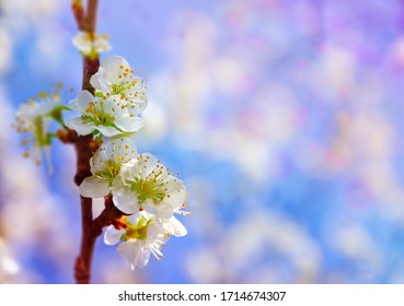 Blossoming almond branch on the light bokeh background. Macro photography wallpaper. Botanic landscape. - Shutterstock ID 1714674307