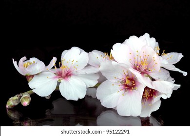 Blossoming Almond Flower